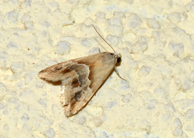 Noctuidae Eublemma parva ?